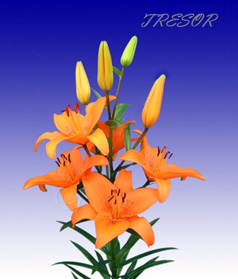 Miniatura: TRESOR