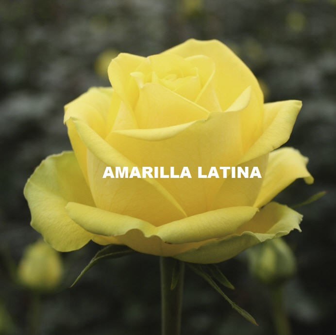 Miniatura: ROSAS