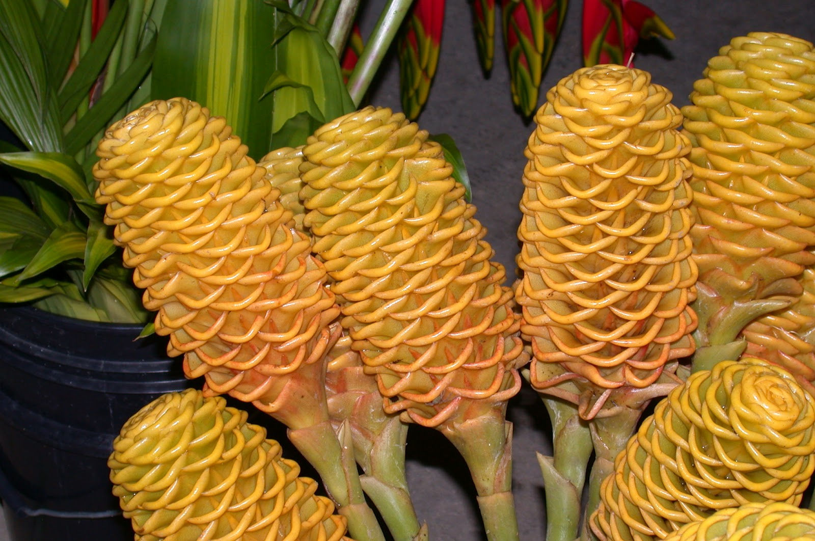 MARACA