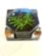 coaster set with real preserved mushrooms and ferns. The perfect handmade gift