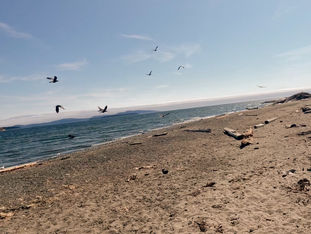 The Most Beautiful Beaches on Vancouver Island