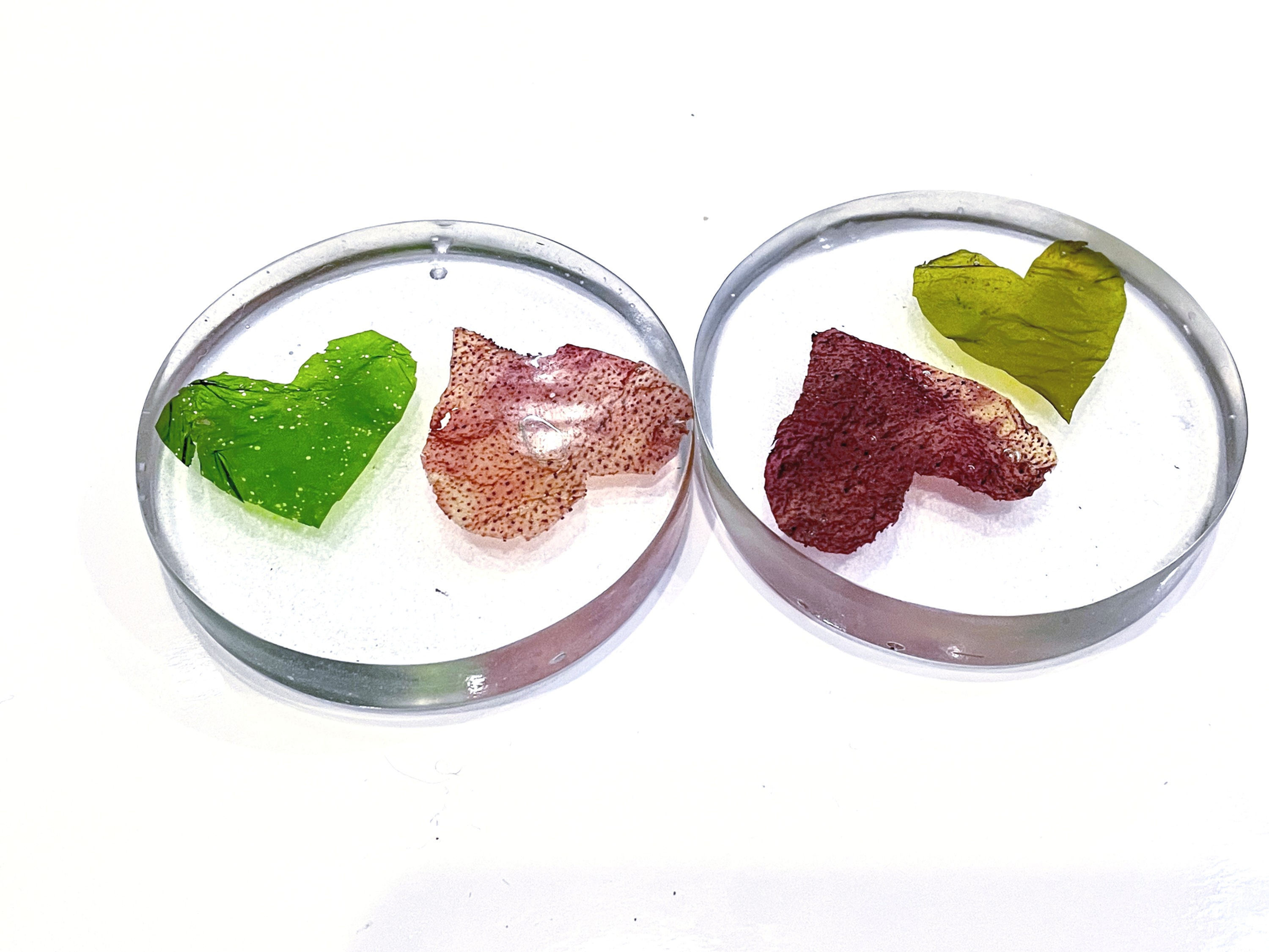 Coaster set of two each with one green and one red cut out seaweed heart