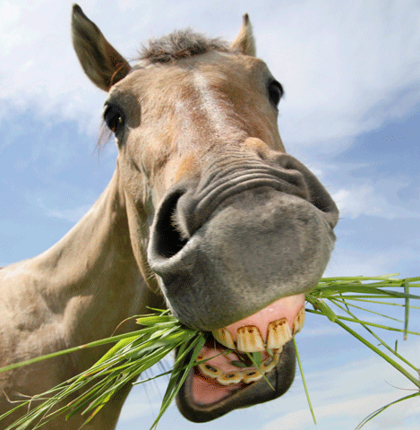 Morne Chouval horse talking in St. Lucia