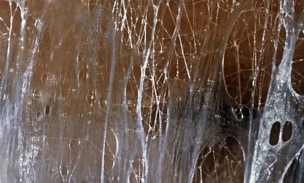 A spider web zoomed in to represent what Fascia looks like under the surface