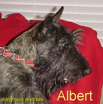 Albert001_head.jpeg
