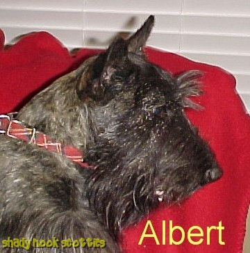 Albert001_head.jpeg