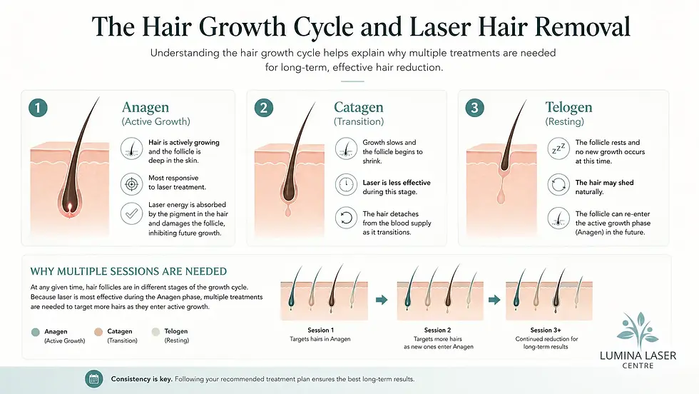 Hair growth cycle showing anagen catagen and telogen stages in laser hair removal