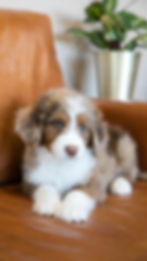 Bunny - F - Available