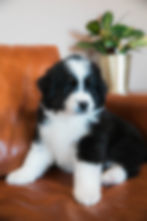 Orion - M - Unfurnished