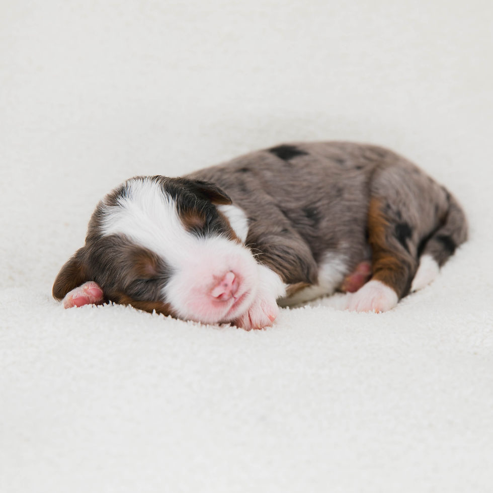 Marshmallow - Female