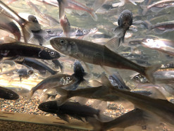白糠の美味生む手仕事~ししゃも親魚収容~