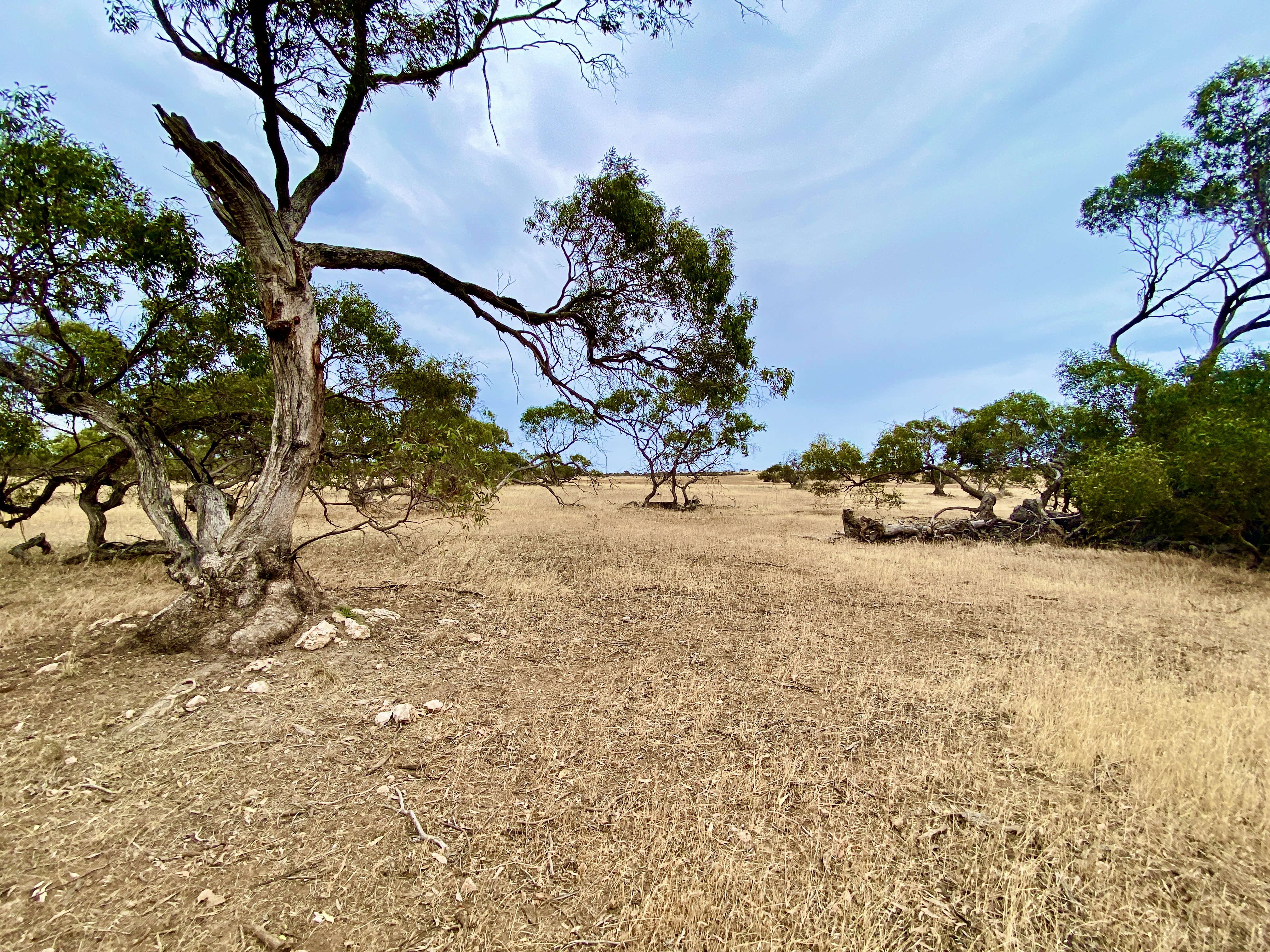 Lots 279-285 Aitchison Rd, Streaky Bay SA, Streaky Bay - Image 1