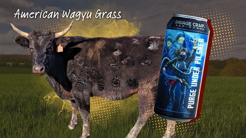 Cow on a grassy field with text "American Wagyu Grass." A Tucker Brewing Company TKR Pilsner can is overlayed.