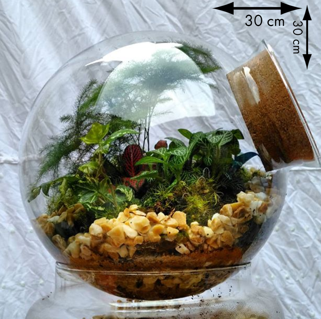 Terrário Globo de lado 30 cm de diâmetro
