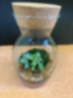 Terrário Mini Bujão 13 cm de altura x 7,5 de largura