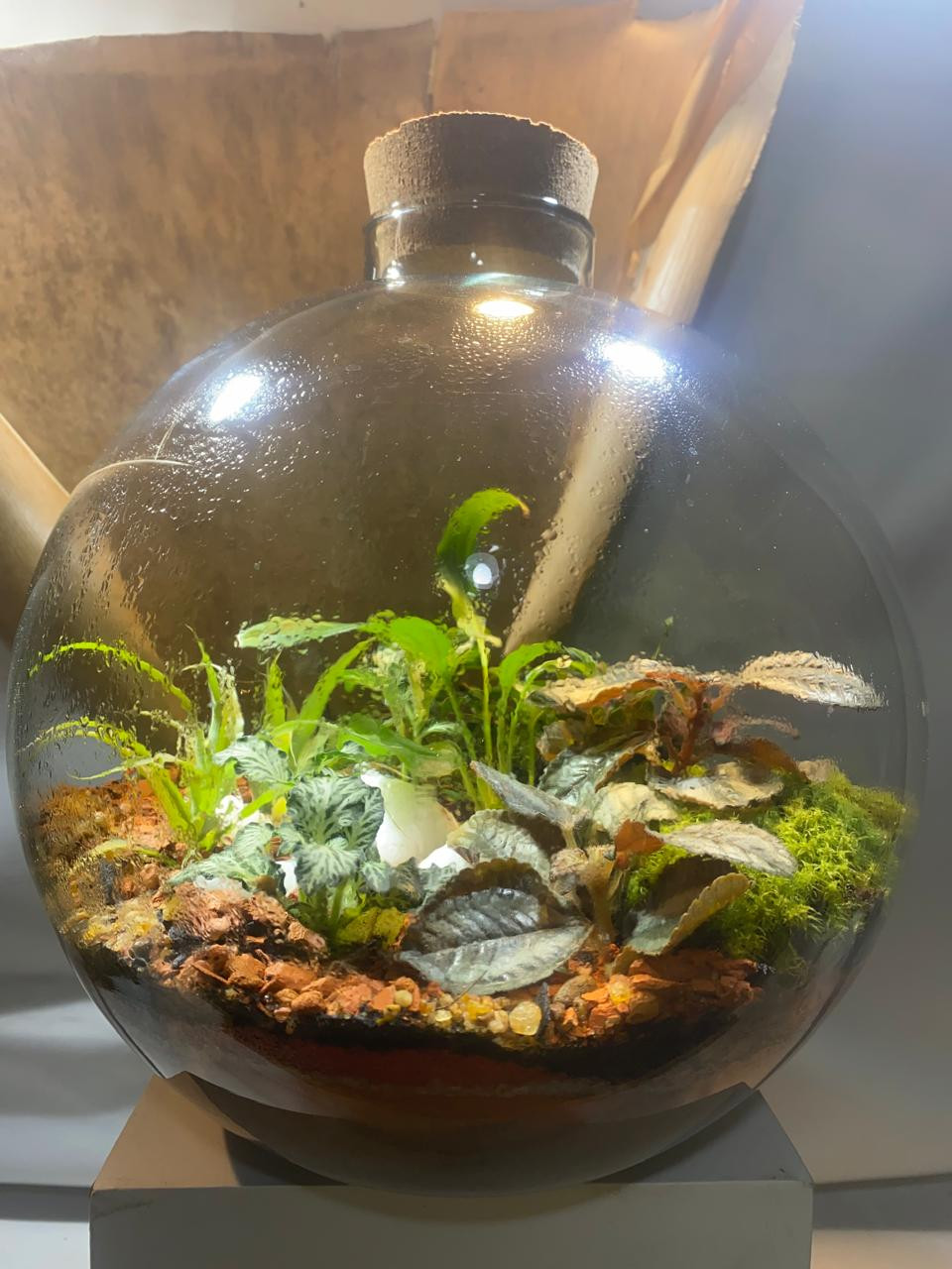 Terrário Stambul