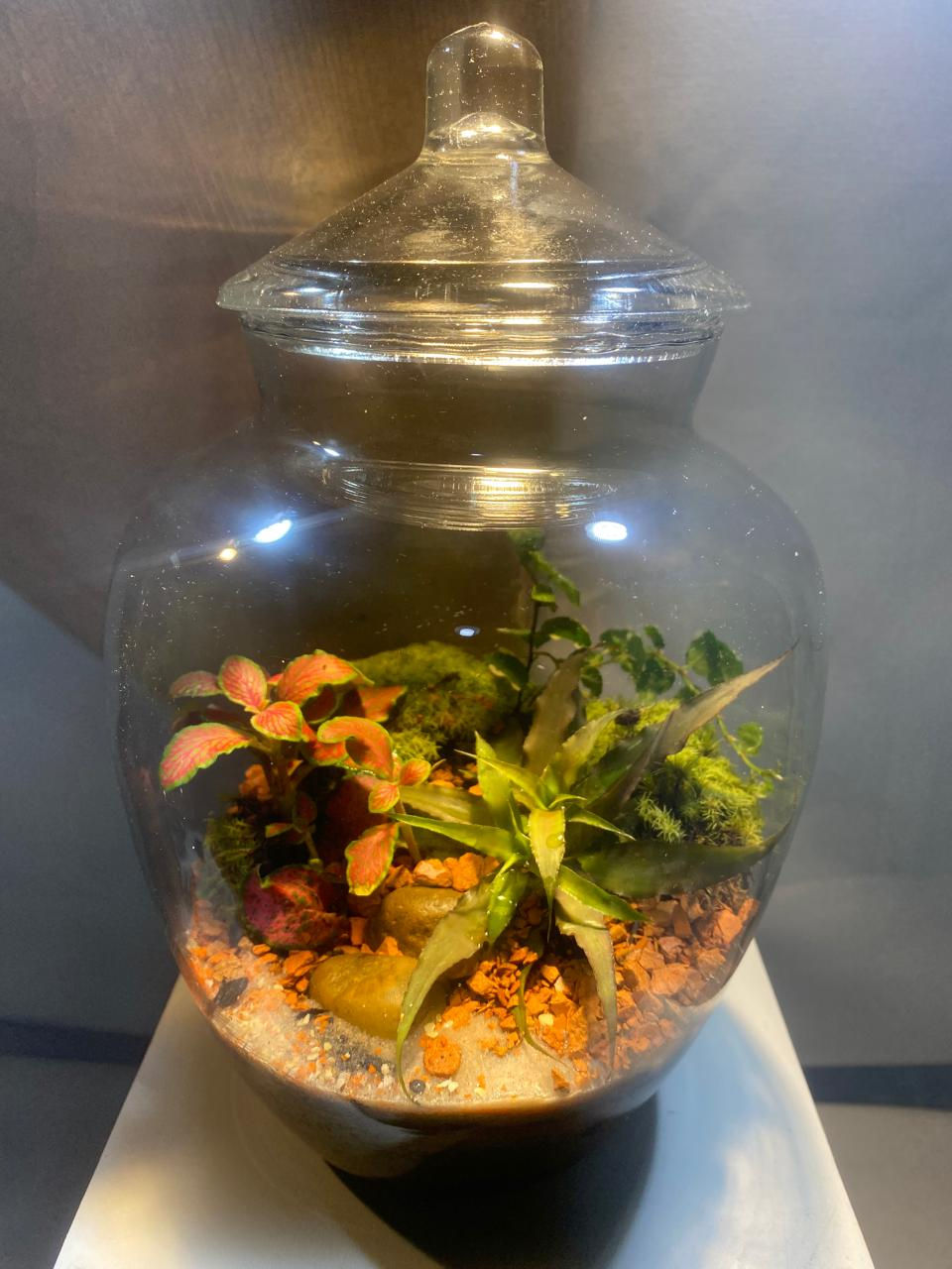 Terrário tampa de virdro 24cm alt x 15cm larg