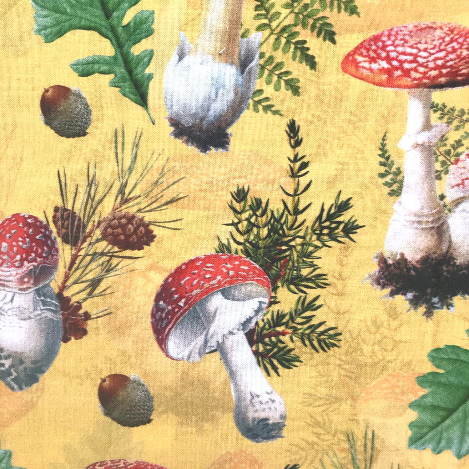Mushrooms & Acorns