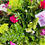 Thumbnail: Cottage Garden Casket Spray