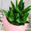 Thumbnail: Aloe Rocks in pink ridge pot