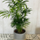 Thumbnail: Ceramic bamboo look pot