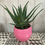 Thumbnail: Green Gold Aloe Vera is bowl pot