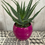 Thumbnail: Green Gold Aloe Vera is bowl pot