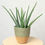 Thumbnail: Aloe Vera in Basket