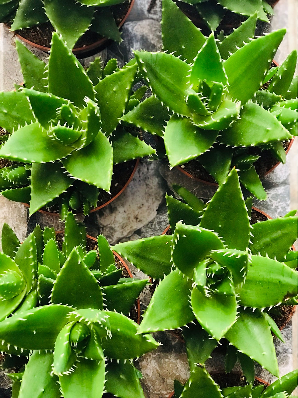 Thumbnail: Aloe Rocks