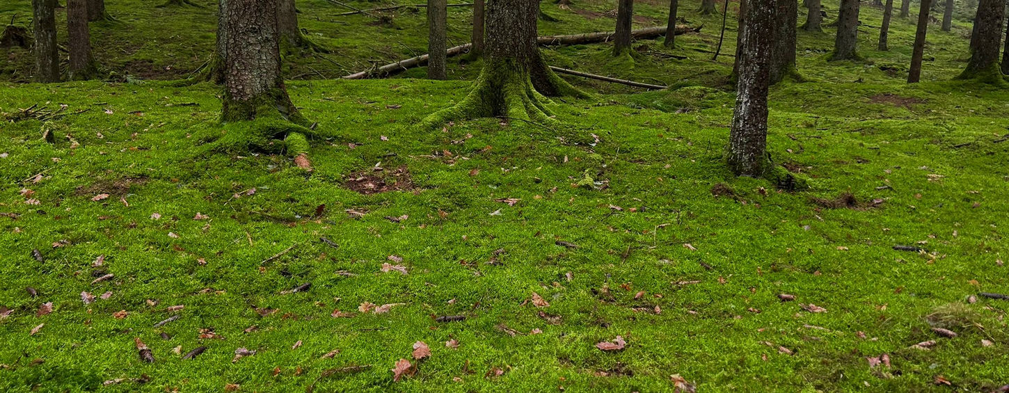 Wanderung in der Wurzelbach