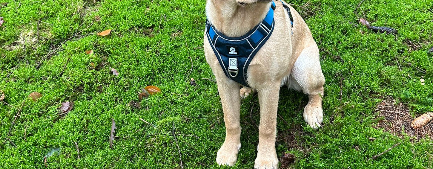 Wanderung mit Hund in der Wurzelbach