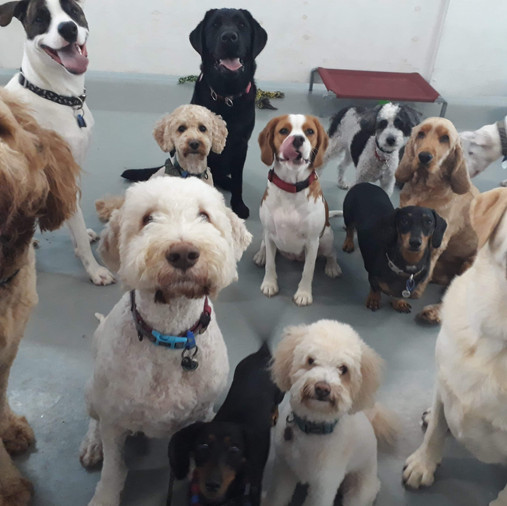 Doggy Day Care Brisbane West End Australia doggy-day-care-brisbane-west-end-australia