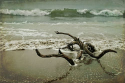 Driftwood