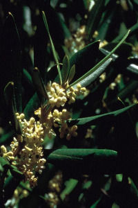 Olive - Olivier