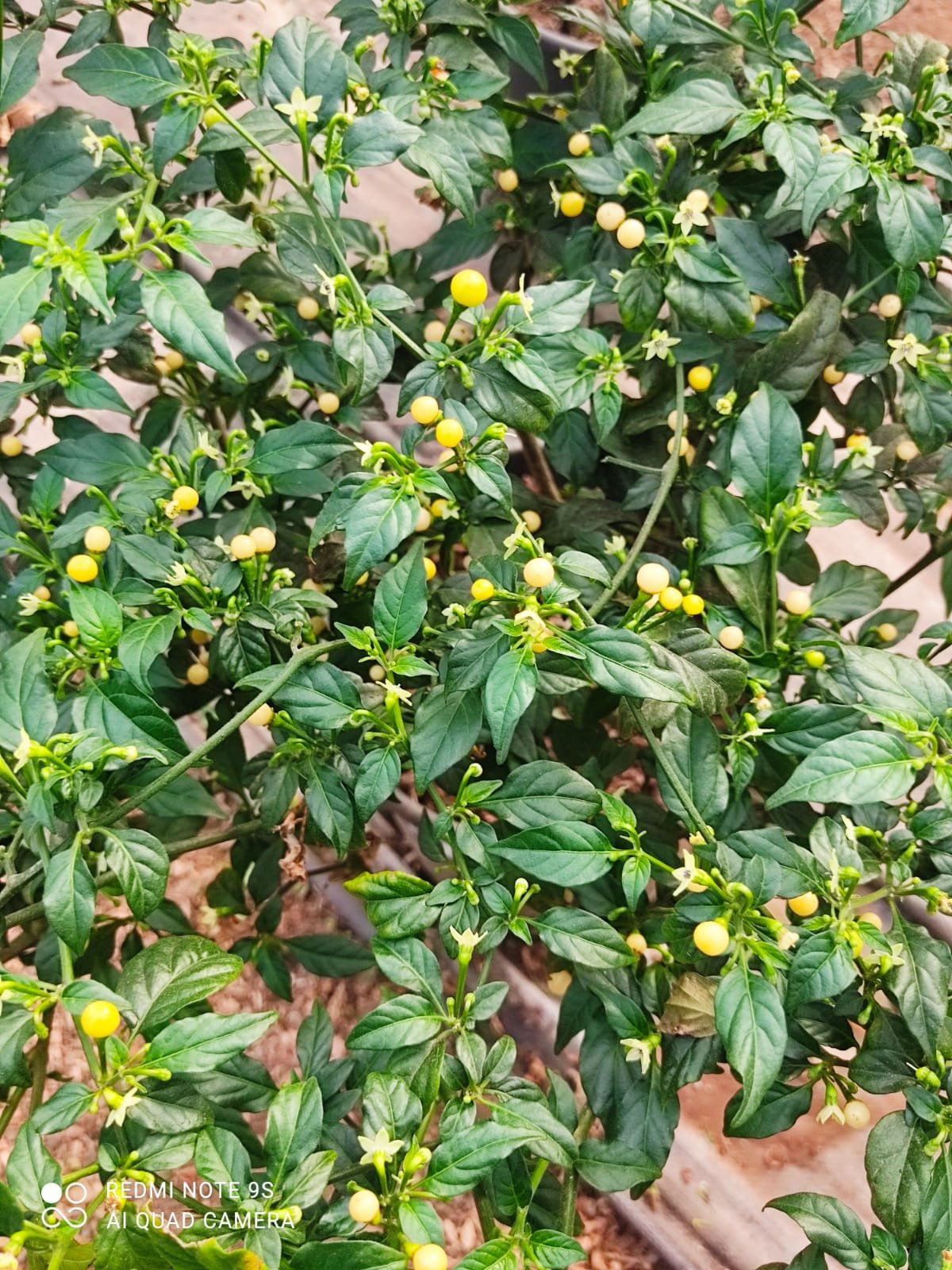 זרעי עין דג לבנה