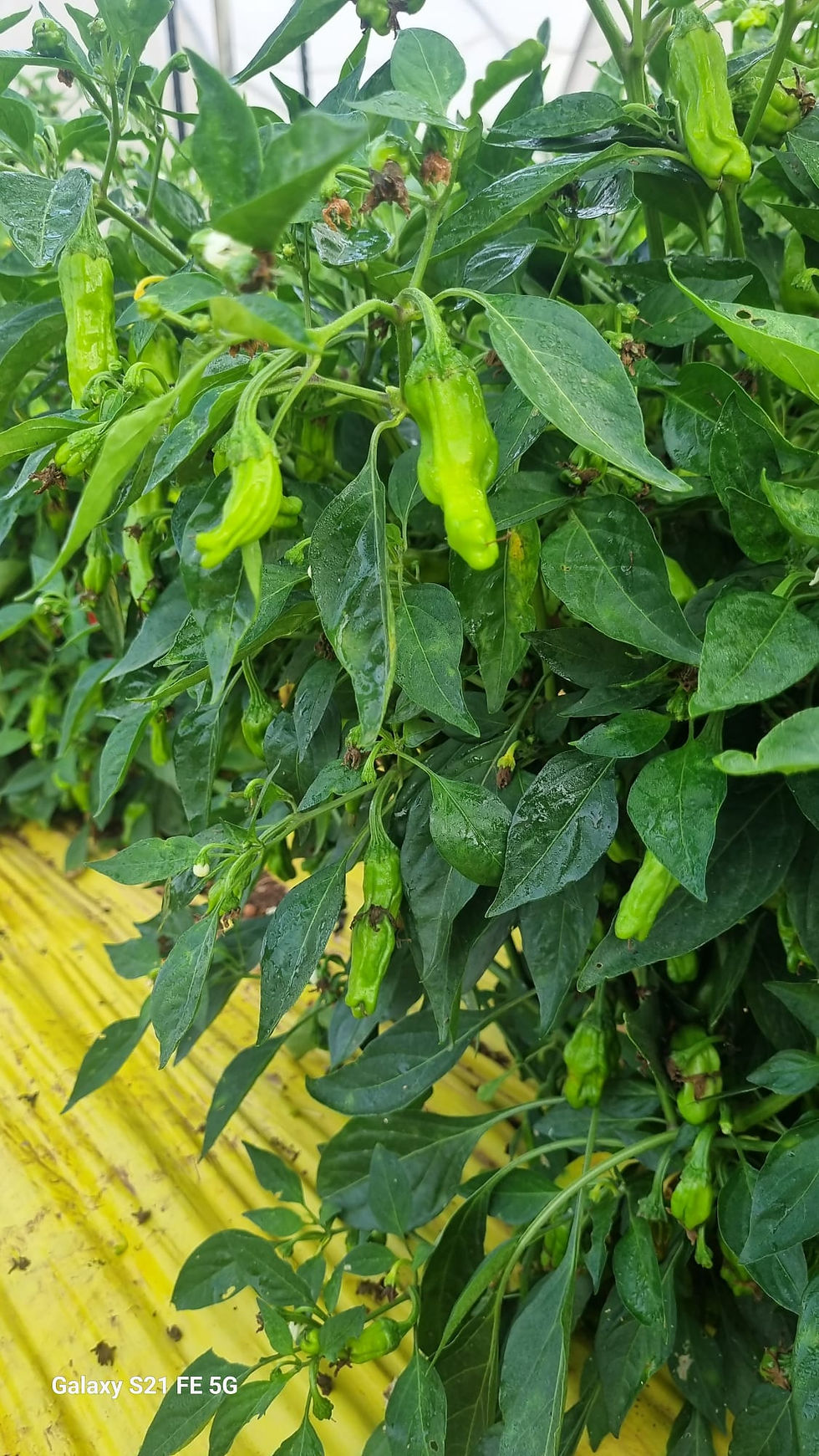 תמונה ממוזערת: שישיטו עציץ Shishito