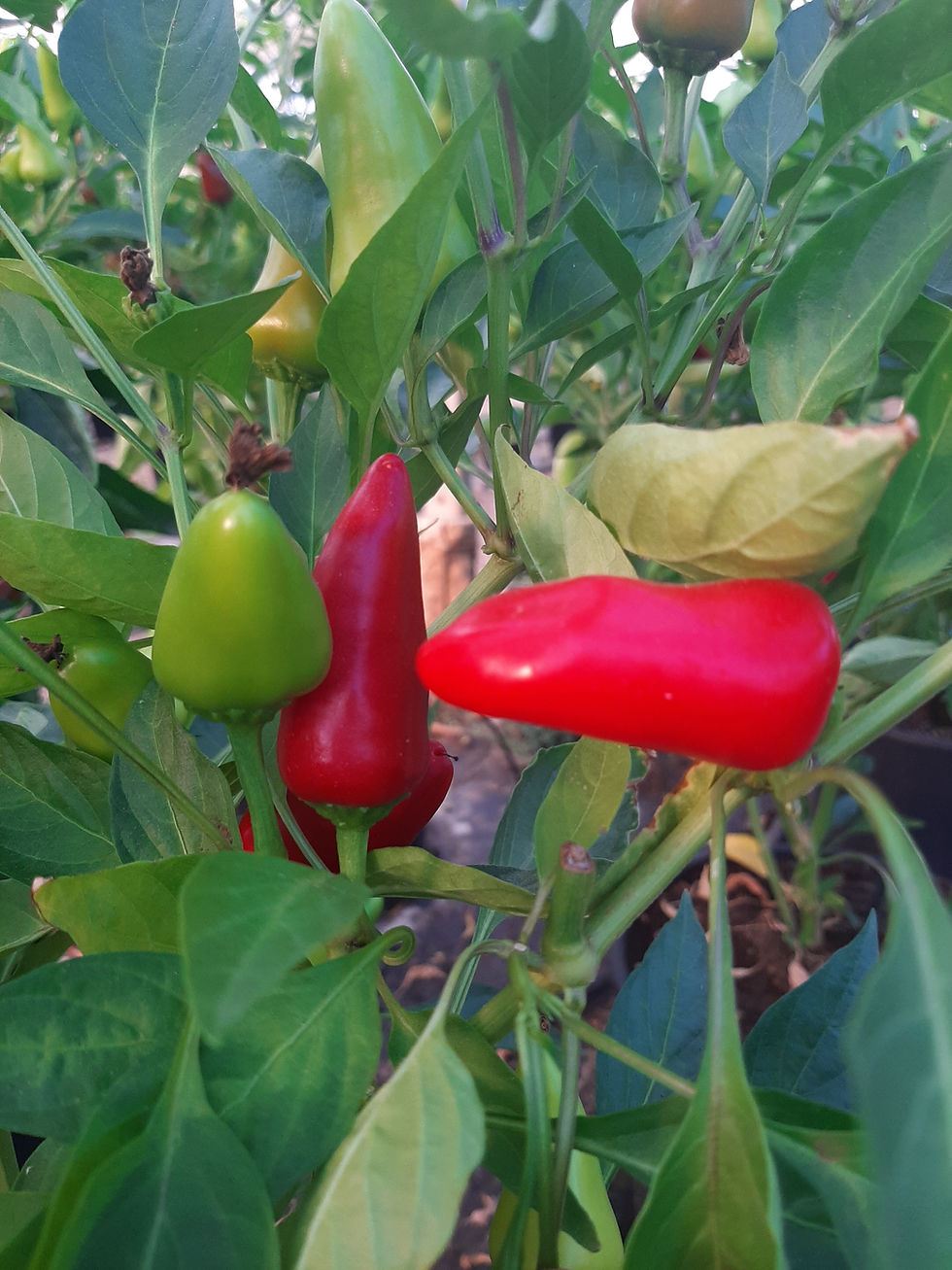 תמונה ממוזערת: זרעי פרסנו ofresno