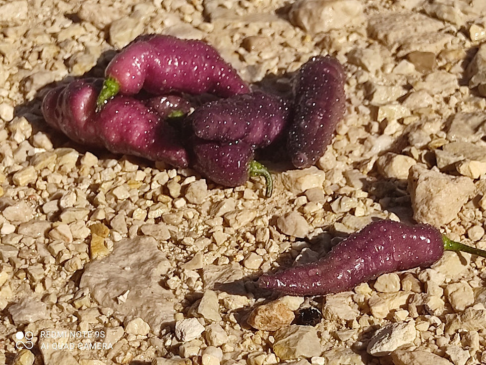 תמונה ממוזערת: זרעי הנמר הורוד