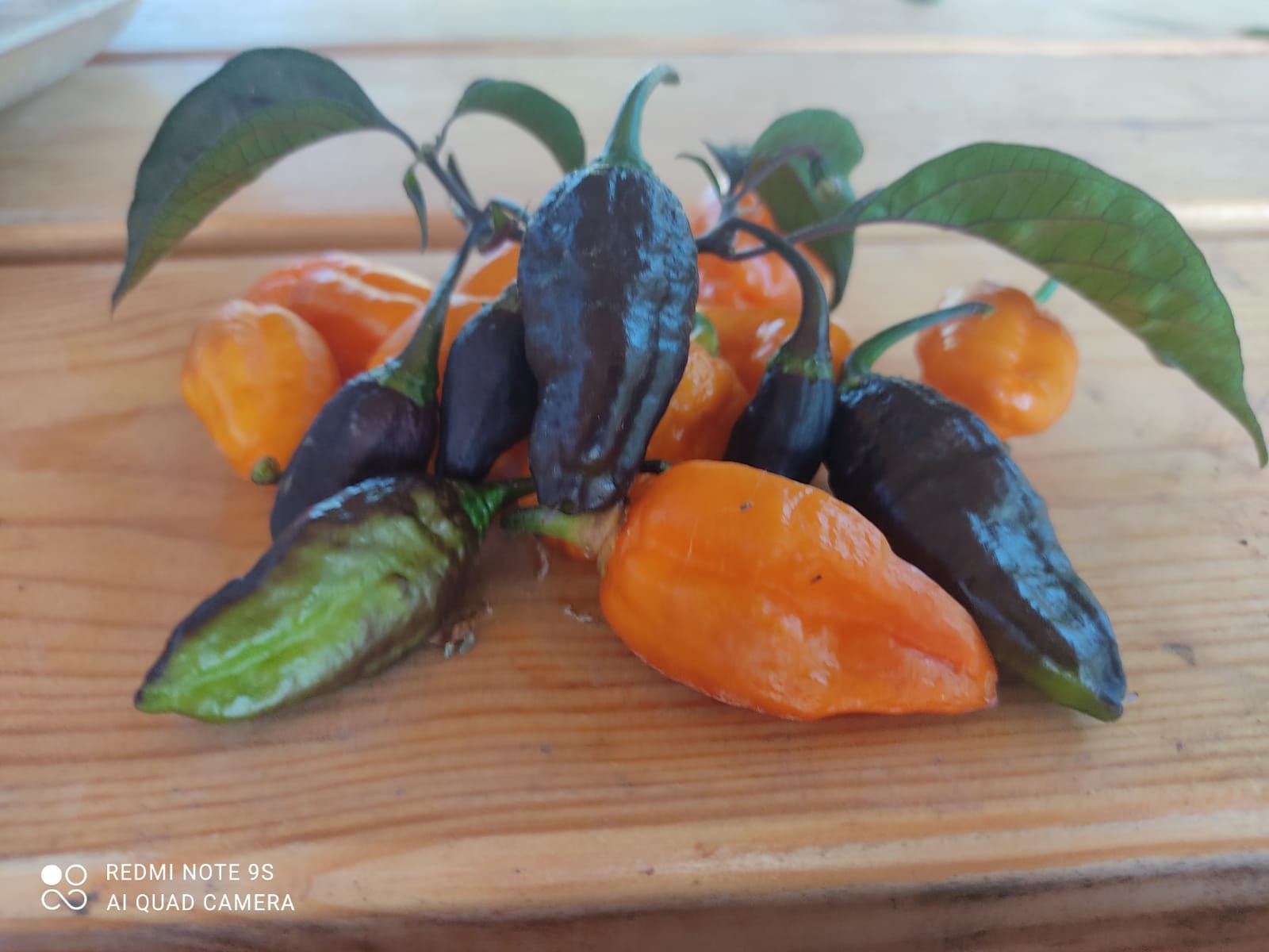 זרעי פנתר שחור כתום panther black yellow