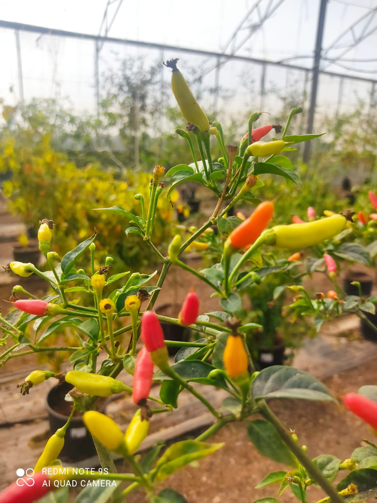 זרעי טבסקו