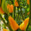 תמונה ממוזערת: זרעי חלפיניו כתום orange Jalapeño