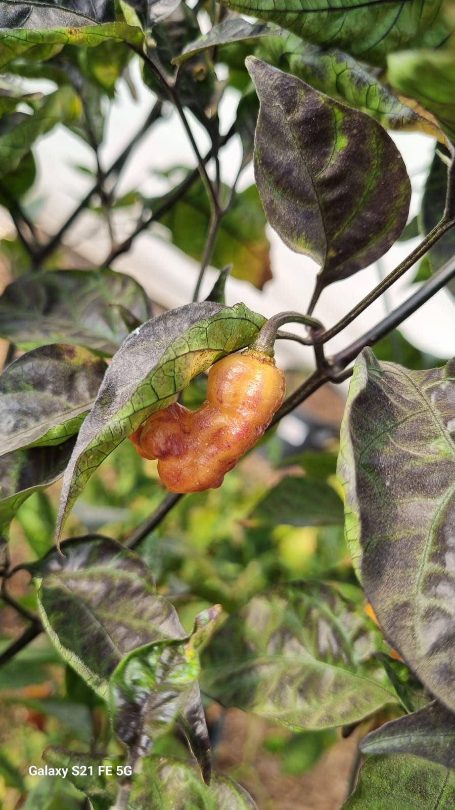 תמונה ממוזערת: jays pink orange