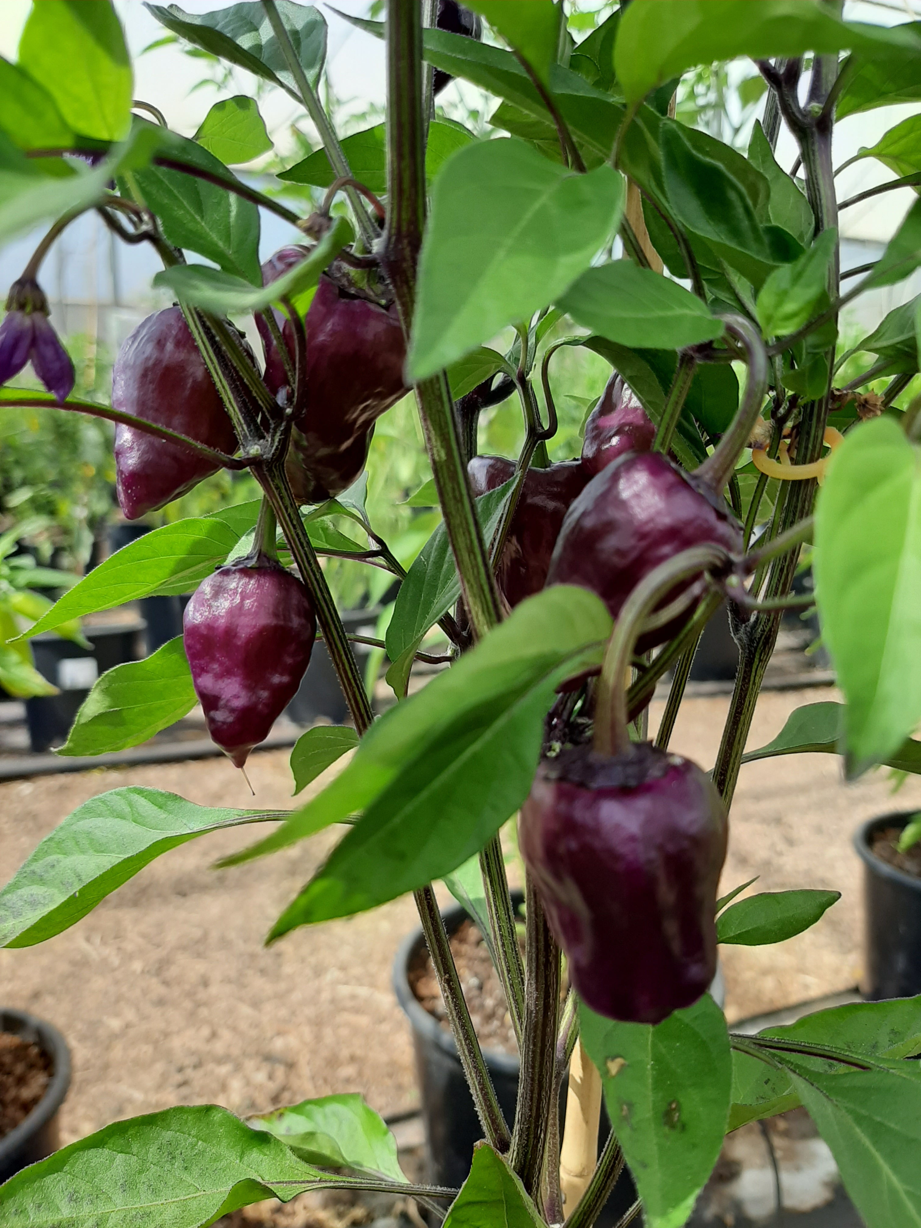 זרעי עב"מ סגול