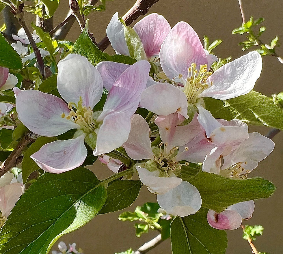 Tuesday You Start Menopause (The Cancer Trip)