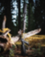 Thumbnail: RAIDER HIGHLAND ELITE SBS