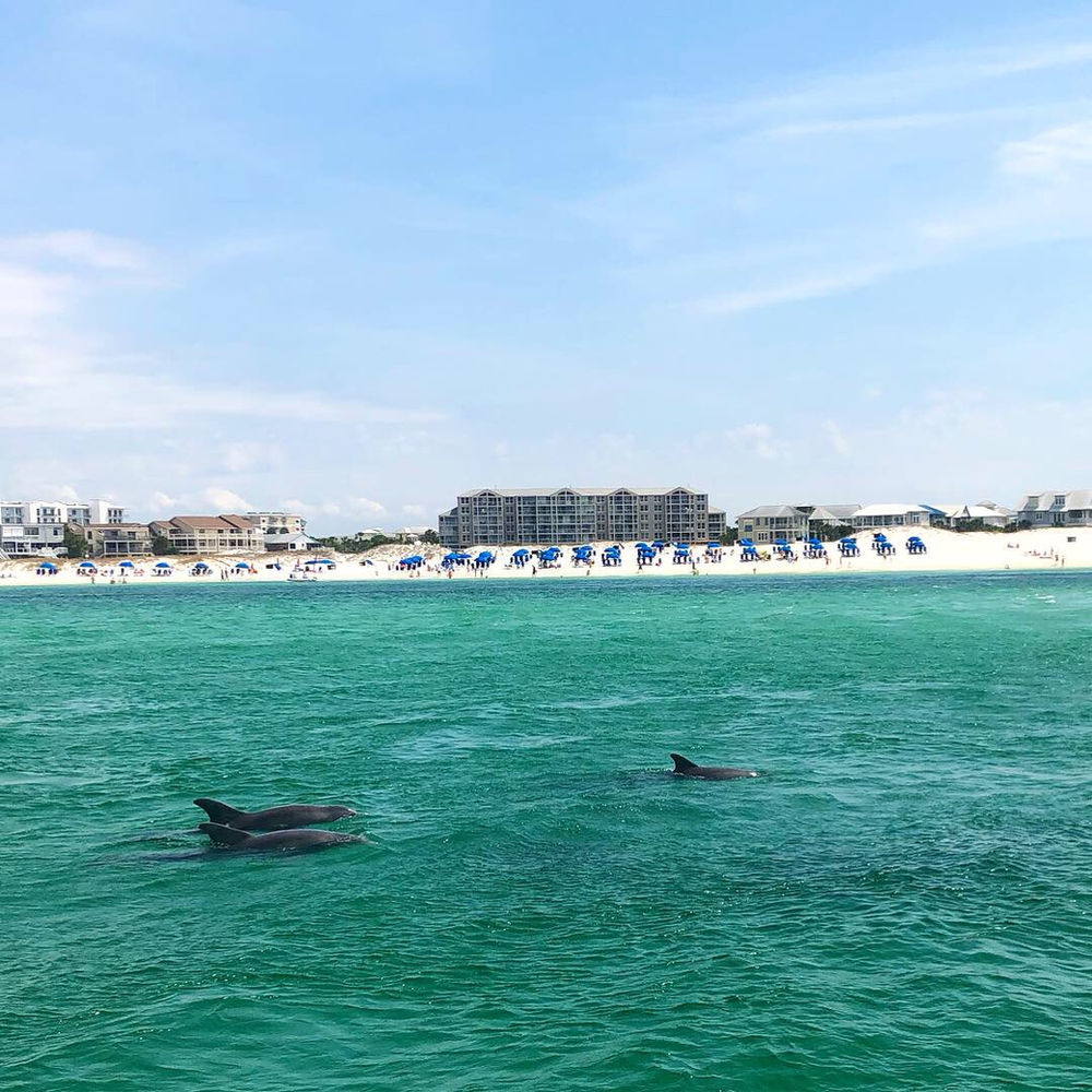 Getting The Most Out of Your Destin Dolphin Cruise.
