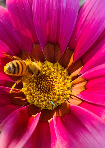 flower.jpg