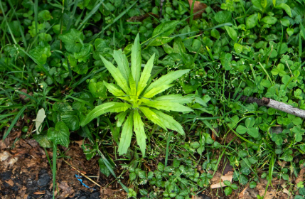 Weeds