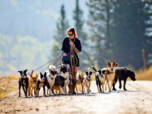 How Often Should You Schedule Dog Walking Services for Small and Large Dogs?