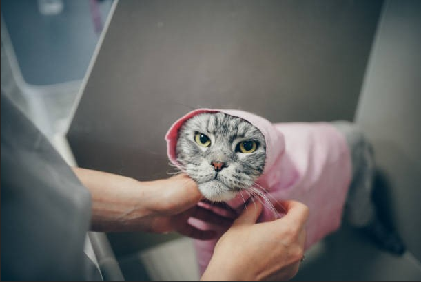Cat Bath Service